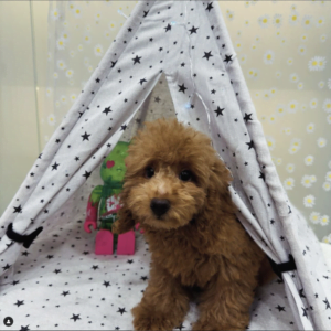 Toy Poodle